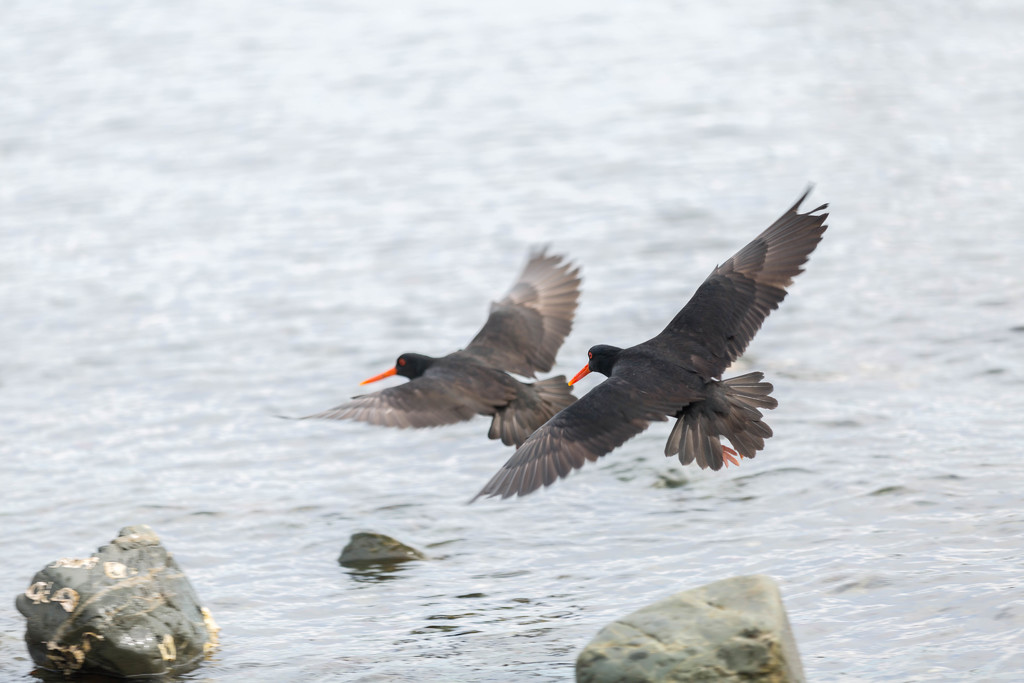 Variable Oystercatcher by creative_shots