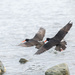 Variable Oystercatcher by creative_shots