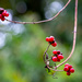 Berries and Bokeh by vignouse