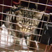 Gray Kitten in Cage by sfeldphotos