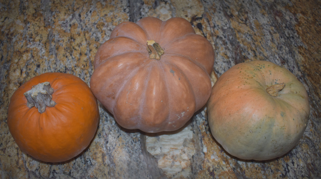 3 pumpkins by homeschoolmom