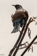 21st Oct 2019 - And another Tui