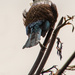 And another Tui by yorkshirekiwi