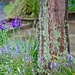 Lichen and Lavender by kiwinanna