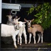 Goats at school by kiwinanna