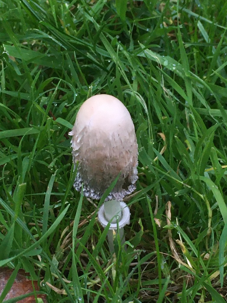 Baby Lacy Inkcap found this morning by 365anne