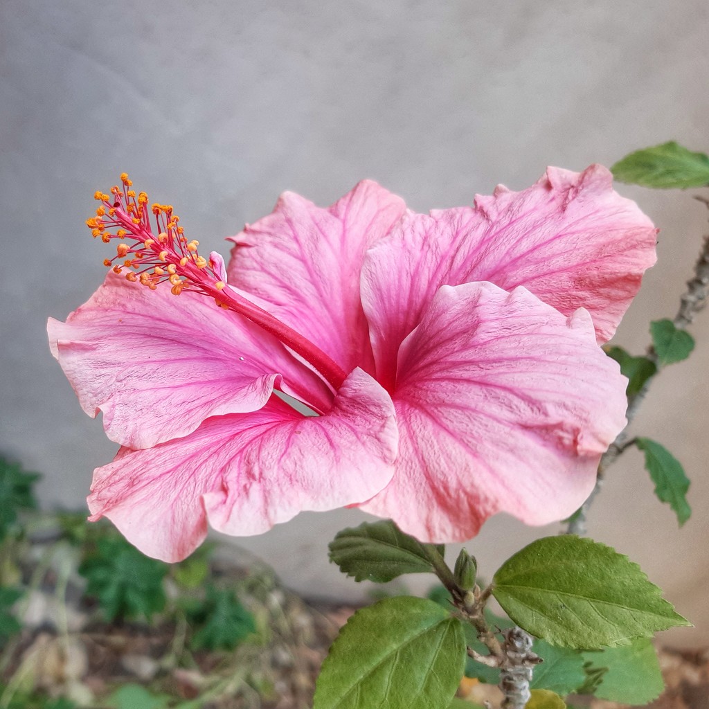 Pink Hibiscus  by salza