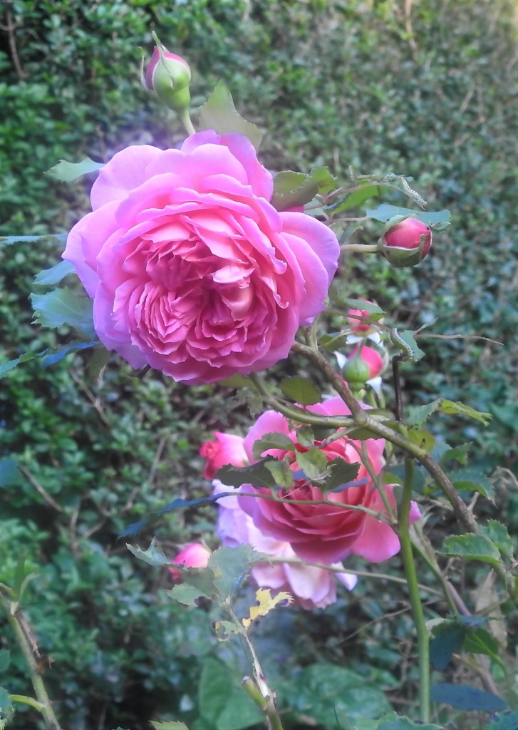 Roses by oldjosh
