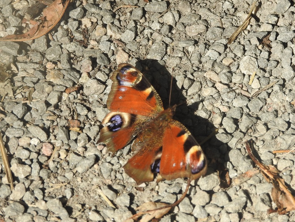 Peacock Butterfly by oldjosh