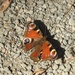 Peacock Butterfly by oldjosh