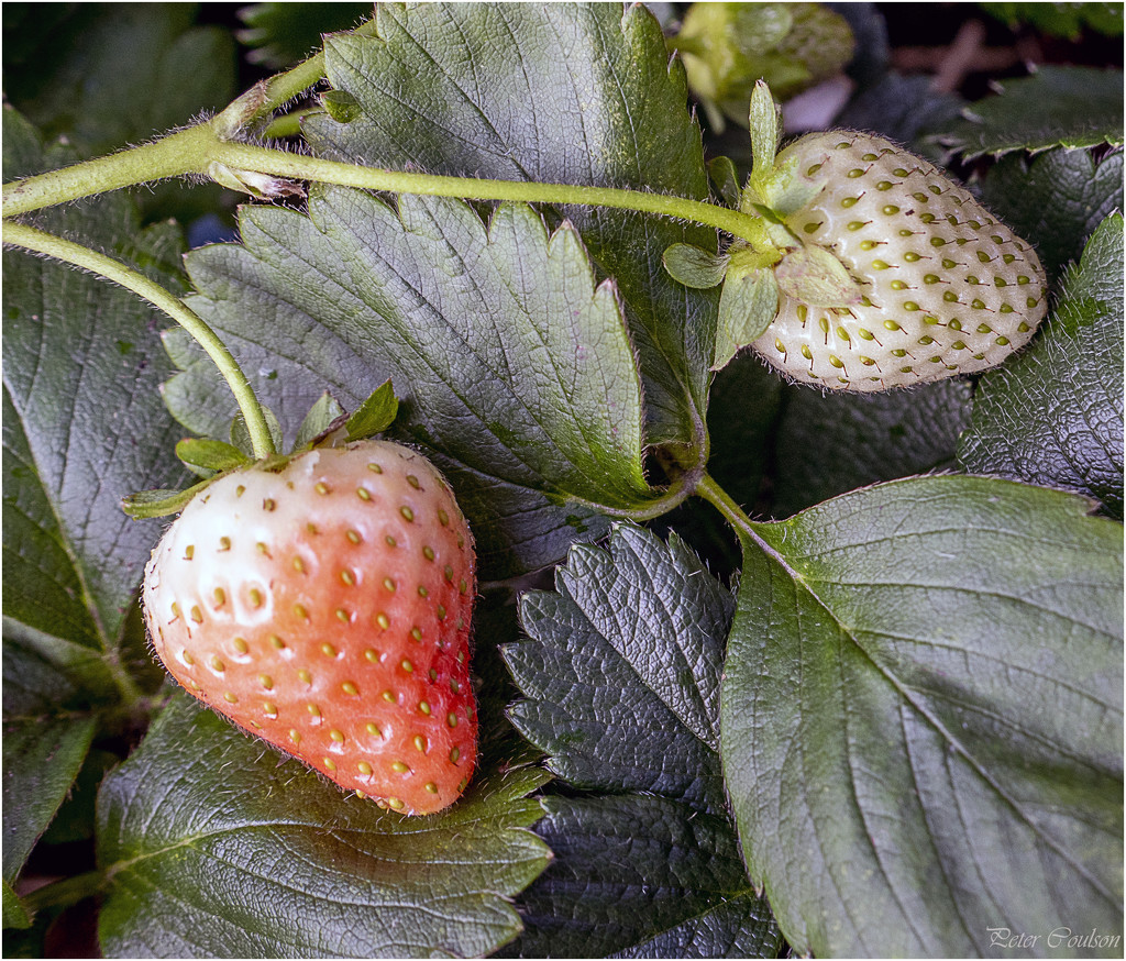 Autumn Strawberries by pcoulson