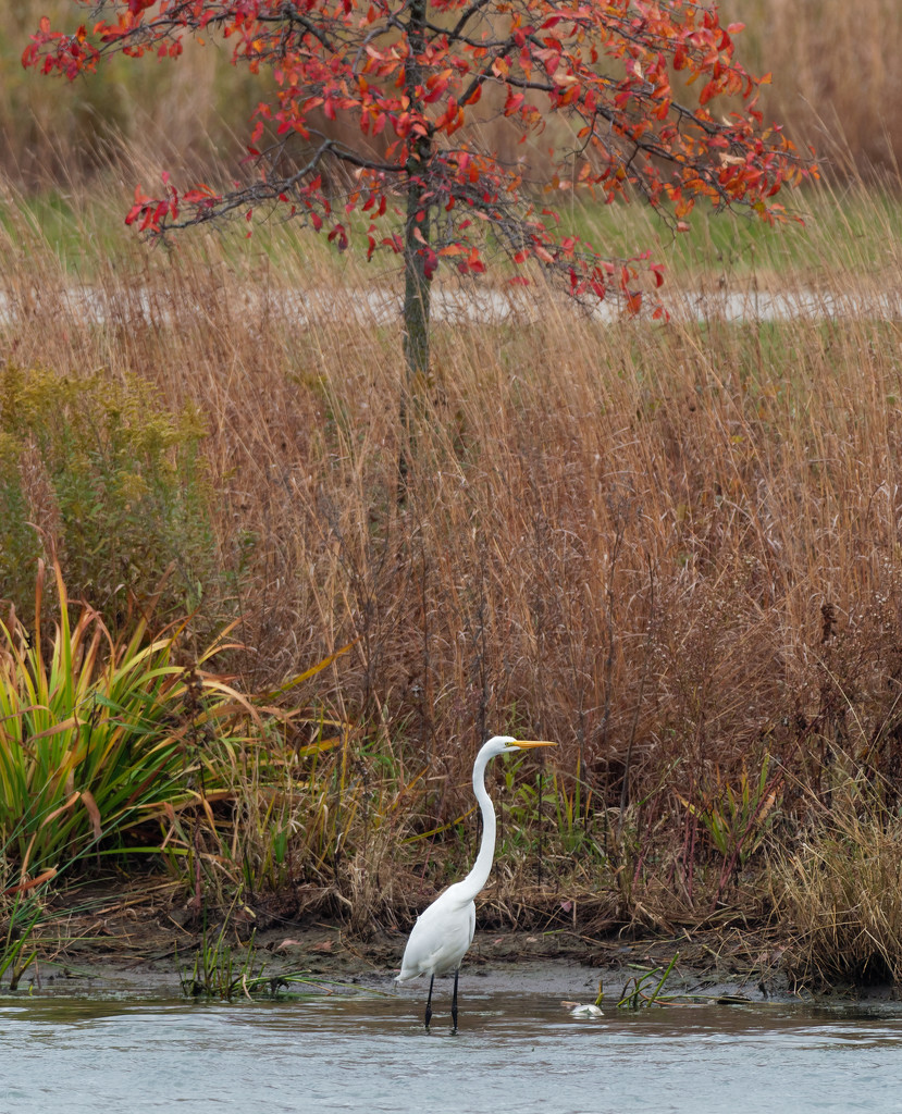 Great White Egret postcard by rminer
