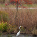 Great White Egret postcard by rminer