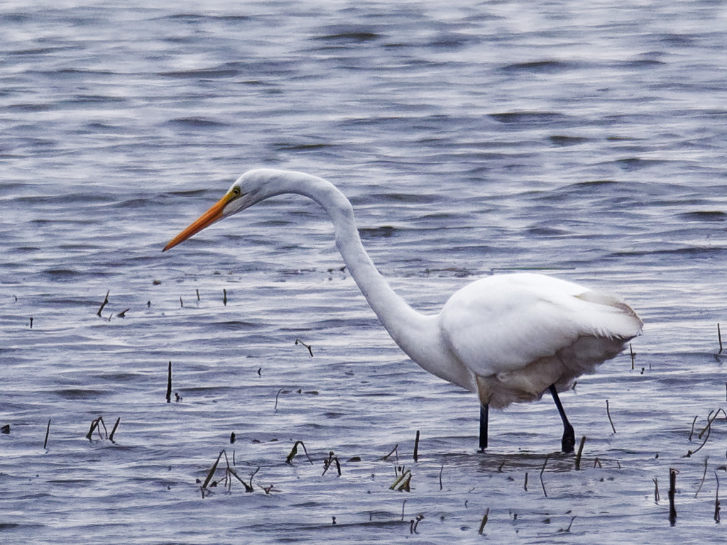 Great white egret looking for breakfast by rminer