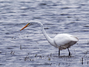 21st Oct 2019 - Great white egret looking for breakfast