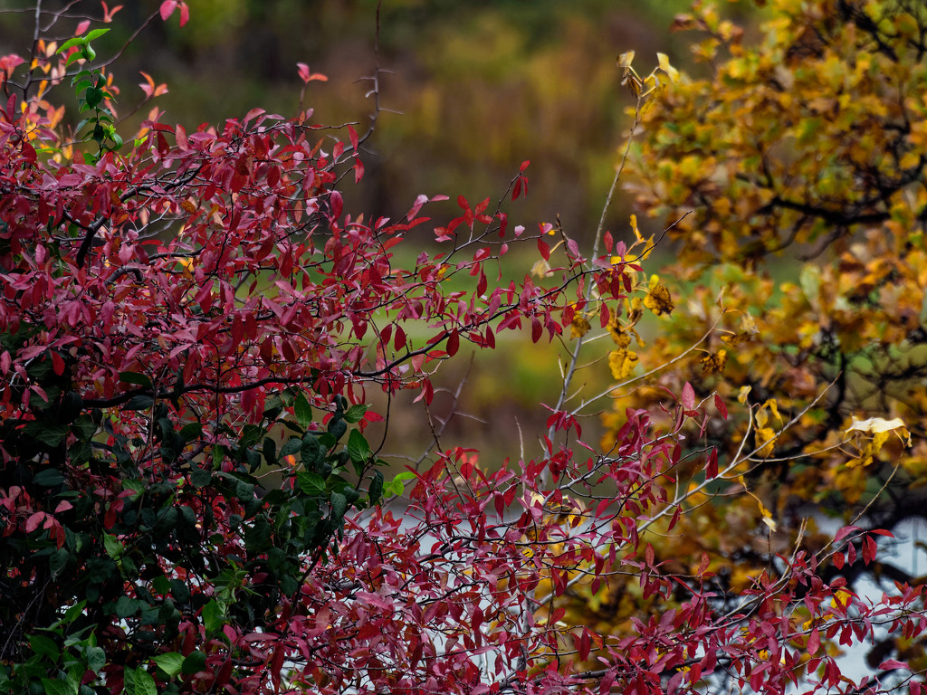 fall foliage by rminer