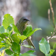 18th Jul 2019 - New Zealand Bellbird 