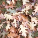 More leaves by hannahbeth