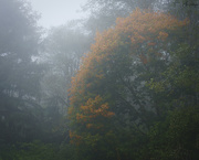 22nd Oct 2019 - Fall Color Pops Out Of Fog