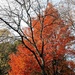 Autumn Colors by julie