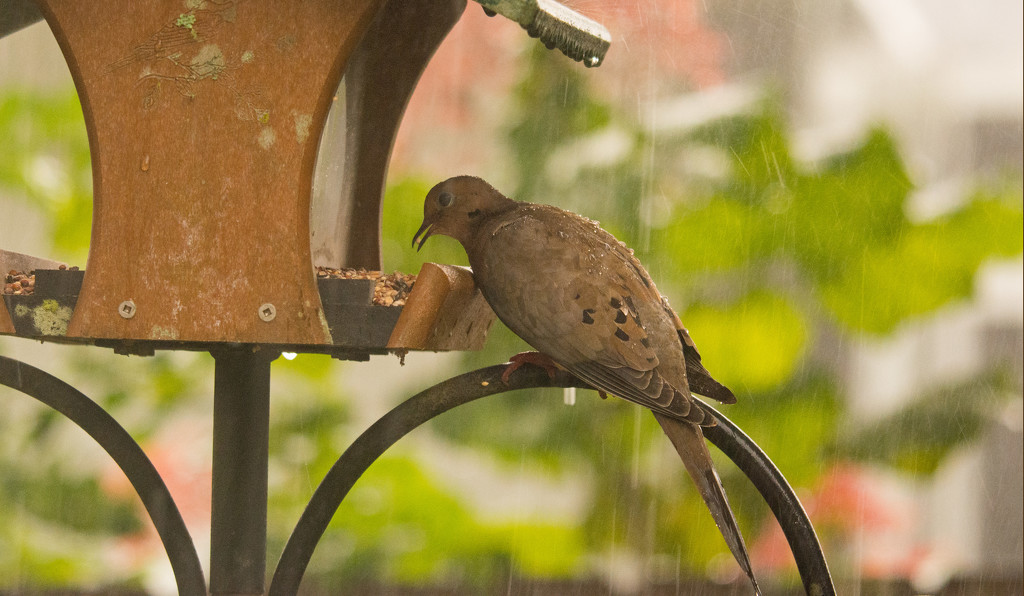 Dove In the Rain! by rickster549