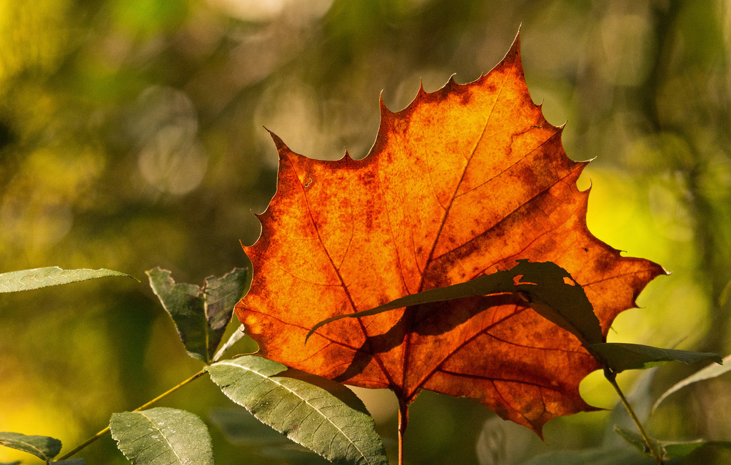 Sunlit Leaf! by rickster549