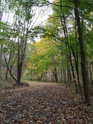 20th Oct 2019 - Leaf Covered Walking Trail 