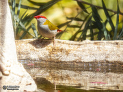 20th Oct 2019 - a little red brow