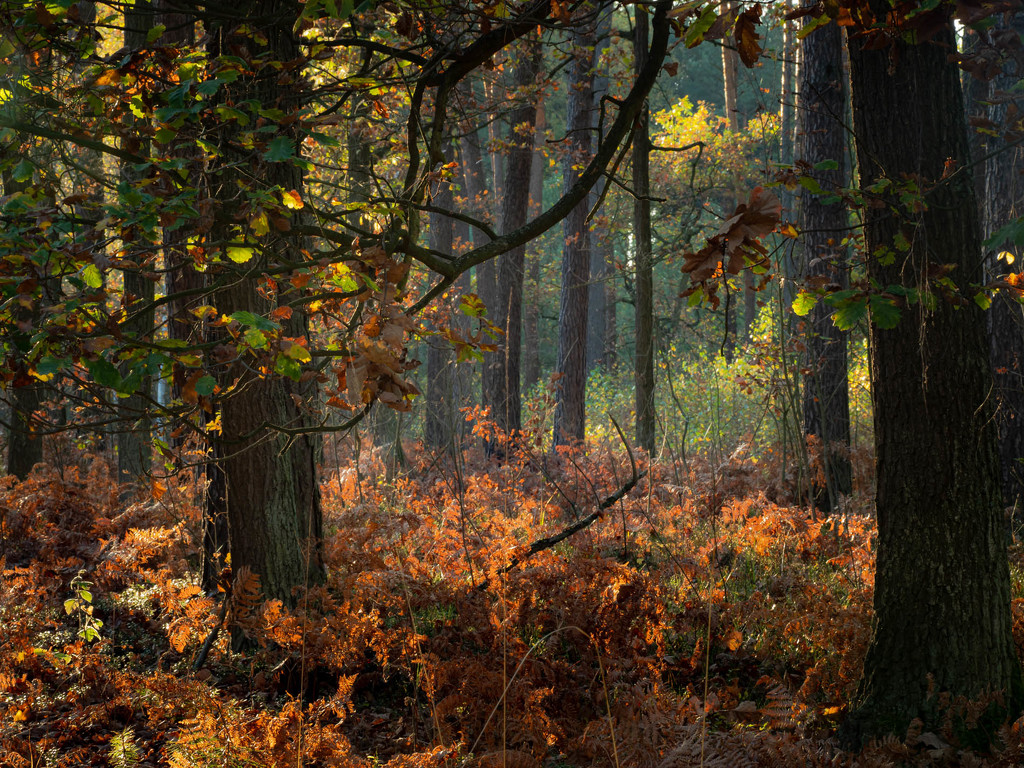 Fall forest by haskar