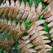 Dried fern by etienne