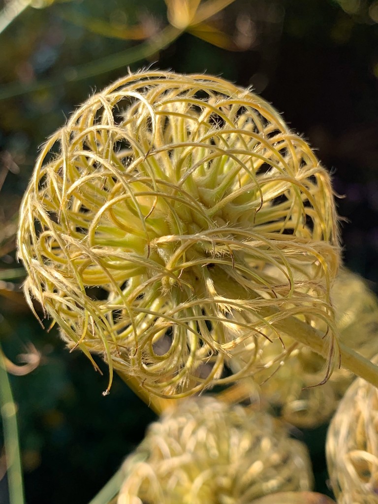Clematis seed head by 365projectmaxine