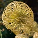 Clematis seed head by 365projectmaxine
