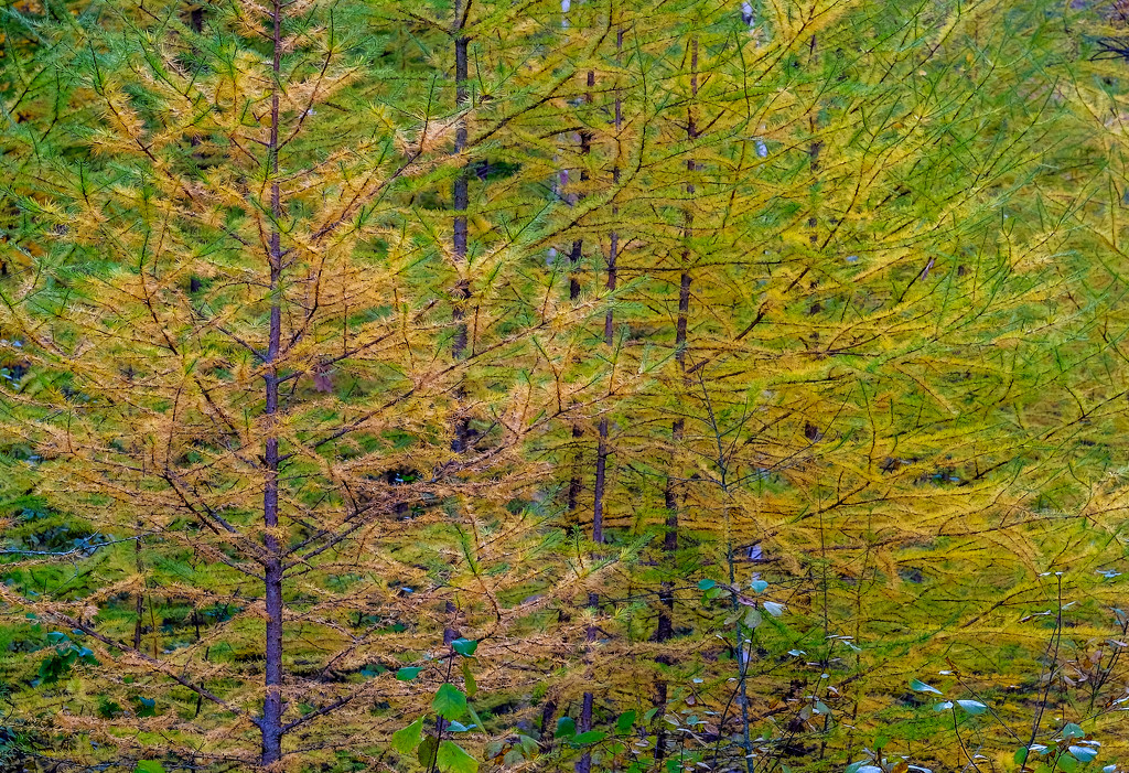Tamarack by tosee