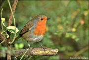 22nd Oct 2019 - RK3_3466   My very good friend the robin