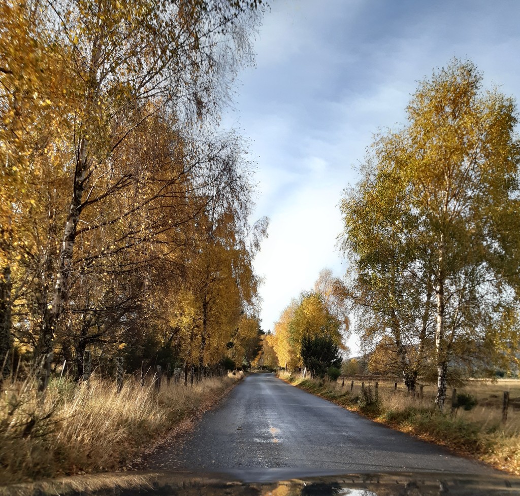 Autumn drive by sarah19