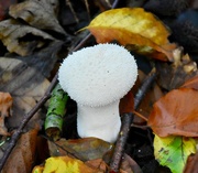 22nd Oct 2019 - White Fungi
