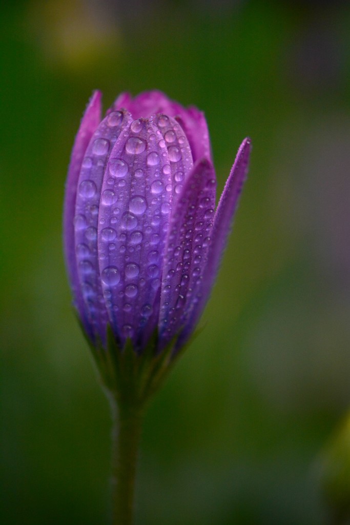 All about the drops........ by ziggy77