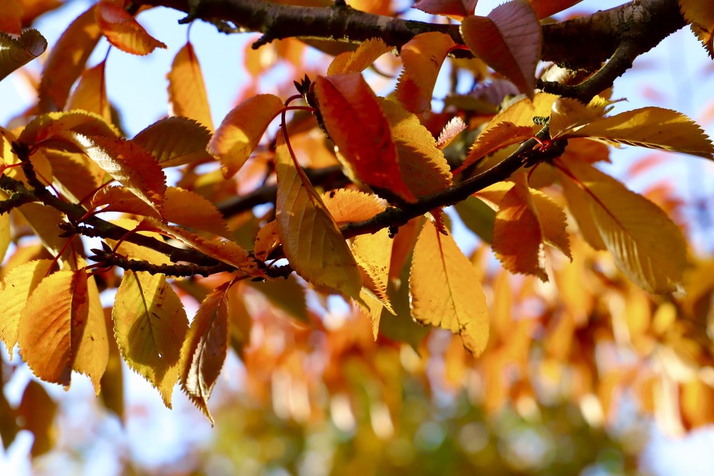 Autumn Cherry Tree by carole_sandford
