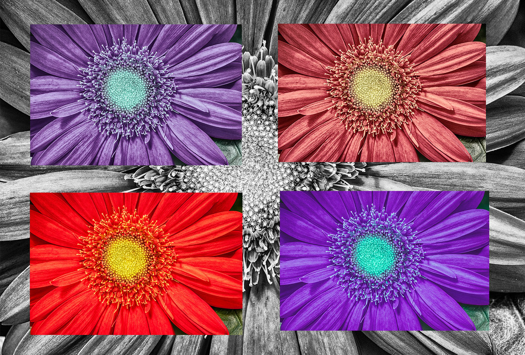 Variation on a Gerber Daisy by kvphoto