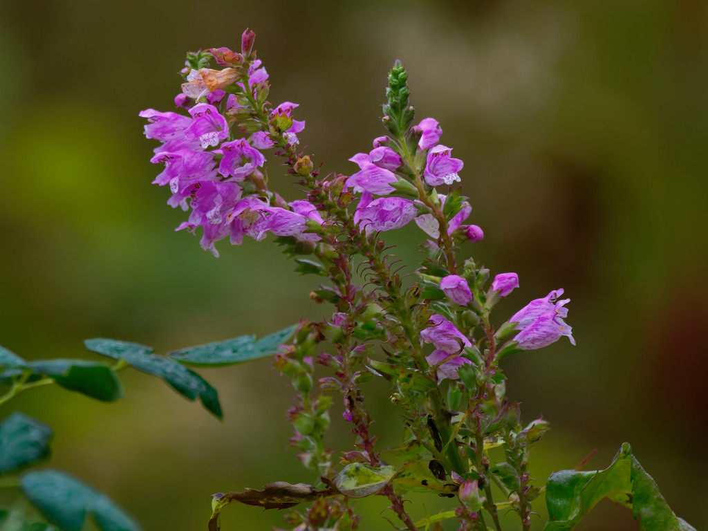 obedient plant by rminer