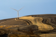21st Oct 2019 - Windmills and Wheat