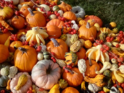 22nd Oct 2019 - Patterns and color of gourds