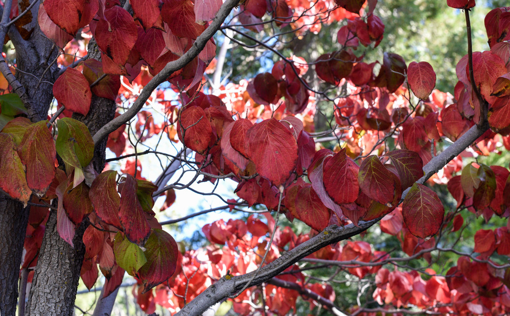 Fall Colors by loweygrace