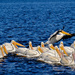 More Pelicans by tosee