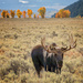 Moose on the Loose by exposure4u