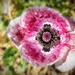 Unusual coloured Poppy by ludwigsdiana