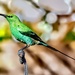  Malachite sunbird  by ludwigsdiana