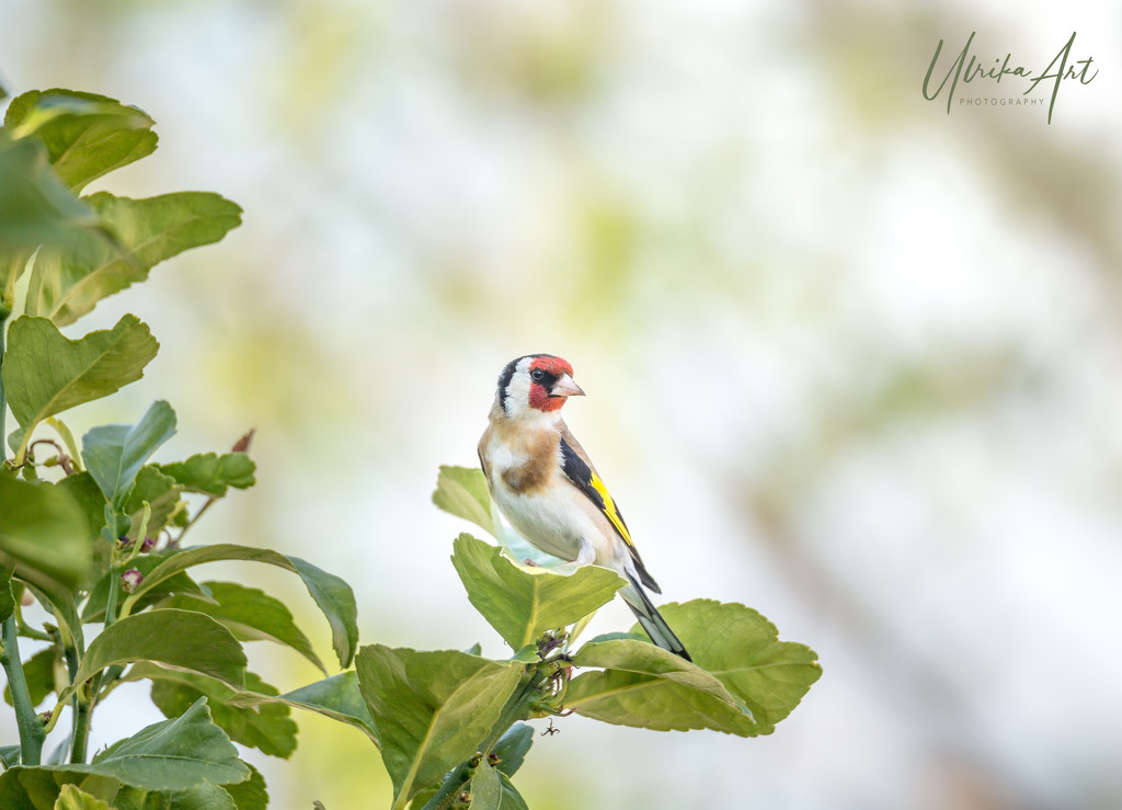 European Goldfinch by ulla