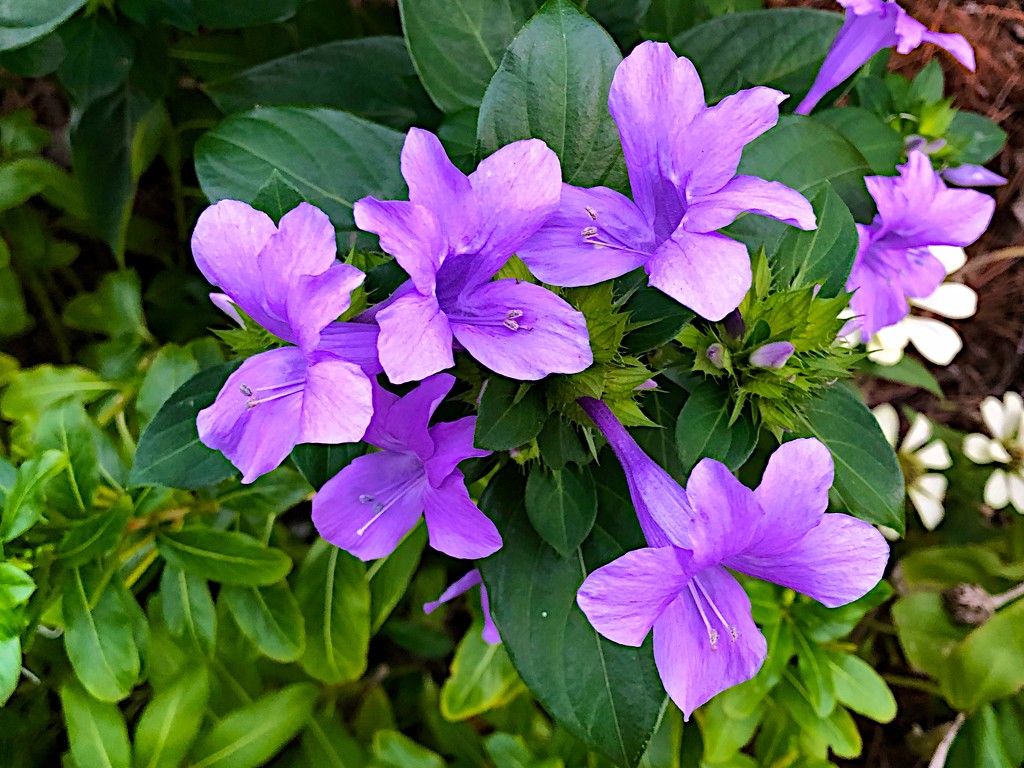 Purple beauties - crested Philippine violets by congaree