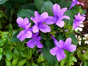 23rd Oct 2019 - Purple beauties - crested Philippine violets